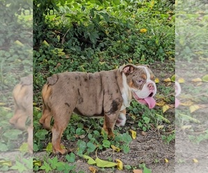 Bulldog Puppy for sale in INDIANAPOLIS, IN, USA