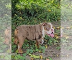 Maribell - Female Bulldog Puppy for Sale - Small photo
