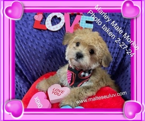 Morkie Puppy for sale in SILVERHILL, AL, USA
