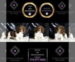 Small Photo #104 Dachshund Puppy For Sale in WARSAW, IN, USA