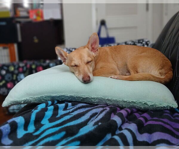 Medium Photo #9 Chihuahua-Unknown Mix Puppy For Sale in Minneapolis, MN, USA