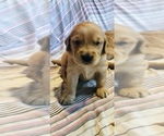 Small Photo #7 Golden Retriever Puppy For Sale in BELFAIR, WA, USA