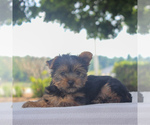 Small Photo #4 Yorkshire Terrier Puppy For Sale in GAP, PA, USA