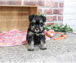 Small #4 Schnauzer (Miniature)