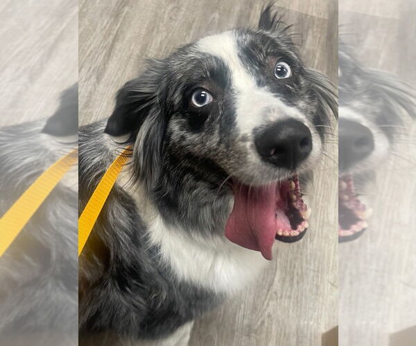 Medium Photo #3 Australian Shepherd Puppy For Sale in Minneapolis, MN, USA