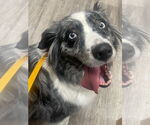 Small #2 Australian Shepherd
