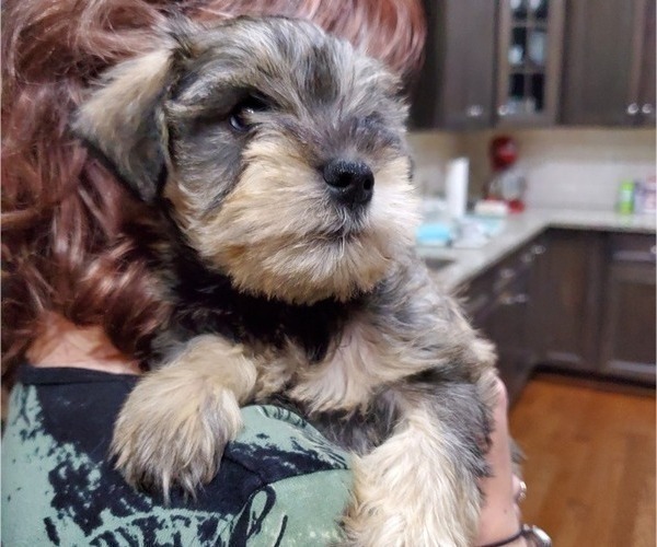 Medium Photo #1 Schnauzer (Miniature) Puppy For Sale in LEESBURG, VA, USA