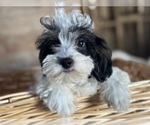 Small #4 Cavapoo