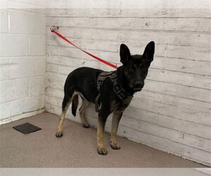German Shepherd Dog-Unknown Mix Dogs for adoption in San Bernardino, CA, USA
