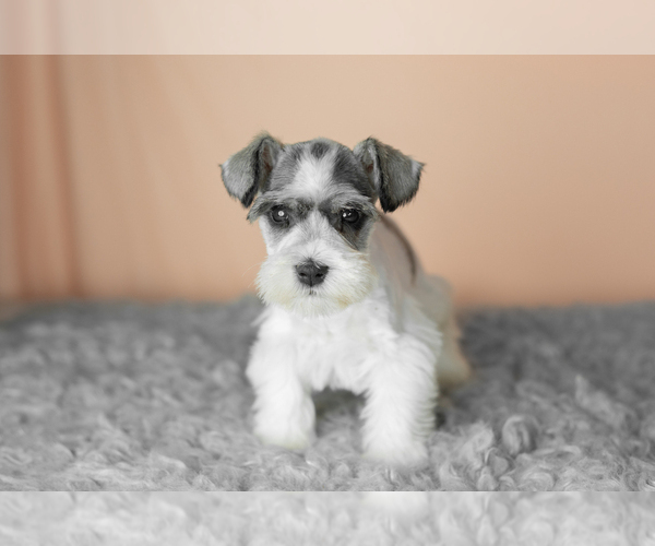 Medium Photo #2 Schnauzer (Miniature) Puppy For Sale in MILLERSBURG, IN, USA