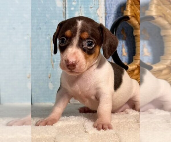 Medium Photo #1 Dachshund Puppy For Sale in MIRAMAR, FL, USA