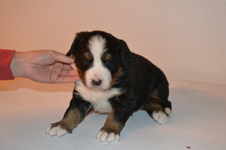 Bernese Mountain Dog Puppy for sale in THOMASVILLE, NC, USA