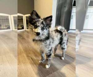 Pomsky Puppy for sale in CRANFORD, NJ, USA