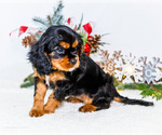 Small #6 Cavalier King Charles Spaniel