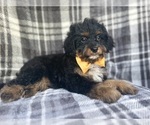 Small #1 Cavapoo