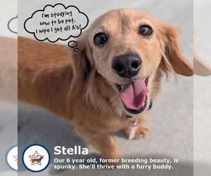 Dachshund Dogs for adoption in Shelbyville, TN, USA