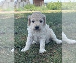 Small #10 Poodle (Standard)