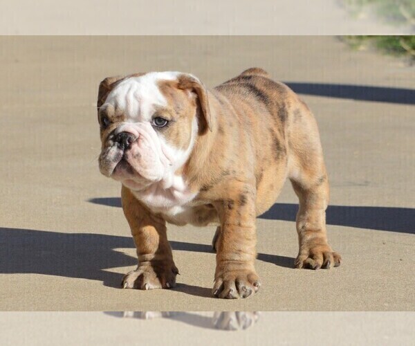 Medium Photo #6 Bulldog Puppy For Sale in STEPHENVILLE, TX, USA