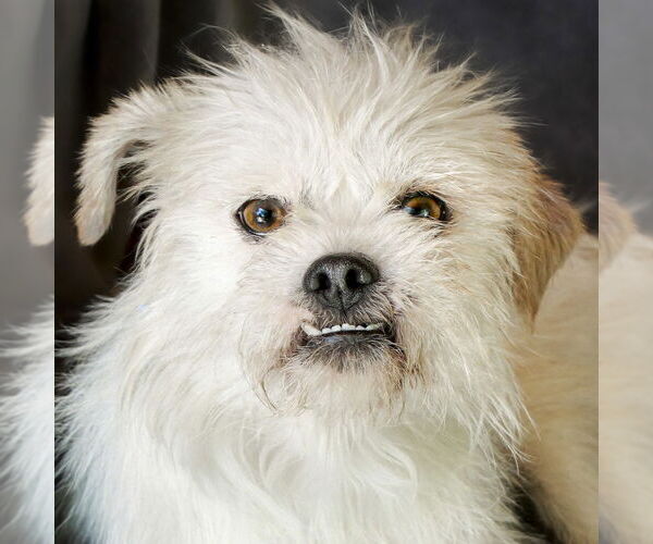 Medium Photo #2 Lhasa Apso Puppy For Sale in Albuquerque, NM, USA