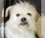 Small #1 Lhasa Apso