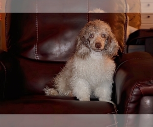 Poodle (Toy) Puppy for sale in DYERSBURG, TN, USA