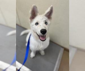 Siberian Husky-Unknown Mix Dogs for adoption in Chula Vista, CA, USA
