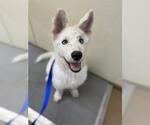 A275368 - Male Siberian Husky-Unknown Mix Dog for Adoption - Small photo