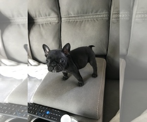 Faux Frenchbo Bulldog Puppy for sale in OAKHURST, CA, USA