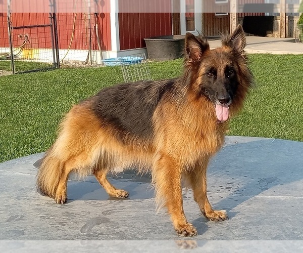 Medium Photo #1 German Shepherd Dog Puppy For Sale in MILFORD, IN, USA
