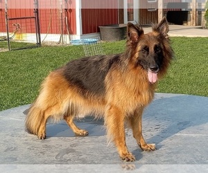 German Shepherd Dog Puppy for sale in MILFORD, IN, USA