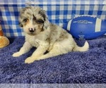 Small Photo #8 Bernedoodle (Miniature) Puppy For Sale in COLORADO SPRINGS, CO, USA