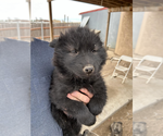 Small Photo #7 Wolf Hybrid Puppy For Sale in LAMAR, CO, USA