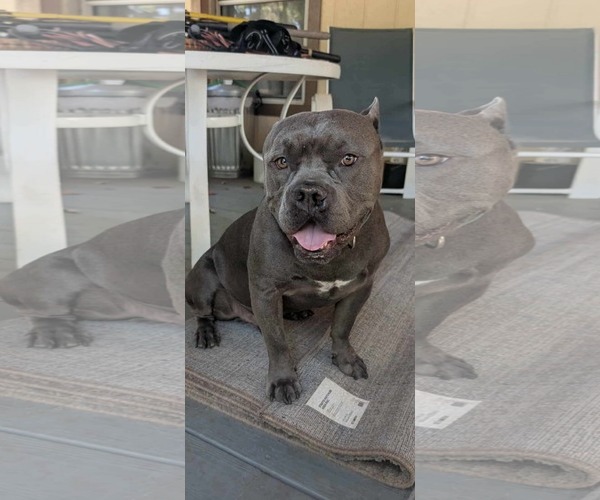 Medium Photo #1 American Staffordshire Terrier-Unknown Mix Puppy For Sale in Dallas, TX, USA