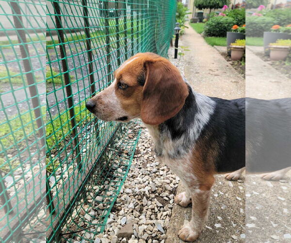 Medium Photo #6 Beagle Puppy For Sale in MECHANICSBURG, PA, USA