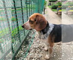 Small #5 Beagle