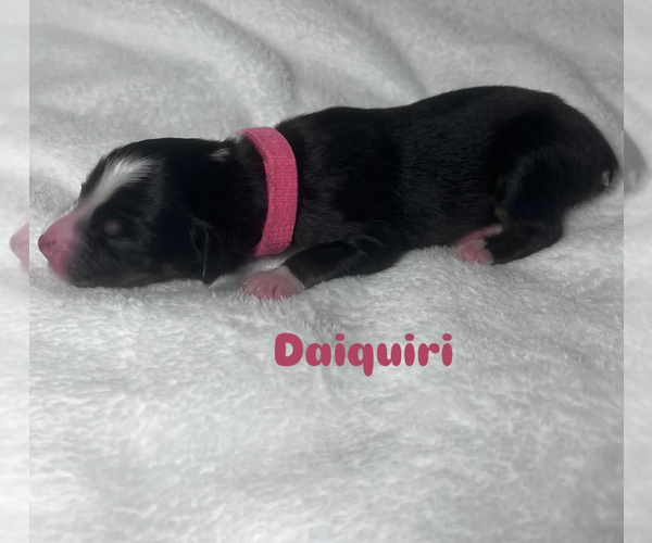 Medium Photo #9 Australian Shepherd Puppy For Sale in OLD LYME, CT, USA