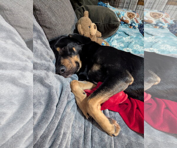 Medium Photo #7 Doberman Pinscher-Unknown Mix Puppy For Sale in Minneaoplis, MN, USA