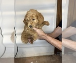 Small Photo #4 Goldendoodle Puppy For Sale in BRKN ARW, OK, USA