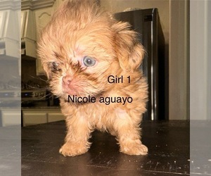 Shih Tzu Puppy for sale in BROWNSVILLE, TX, USA