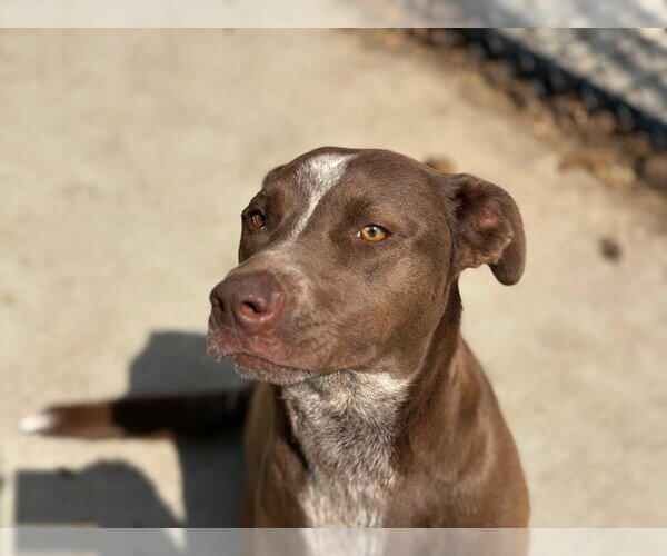 Medium Photo #1 Mutt Puppy For Sale in Tulsa, OK, USA