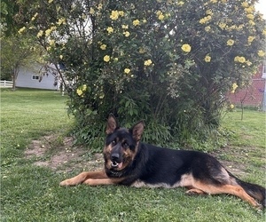 Mother of the German Shepherd Dog puppies born on 11/15/2025