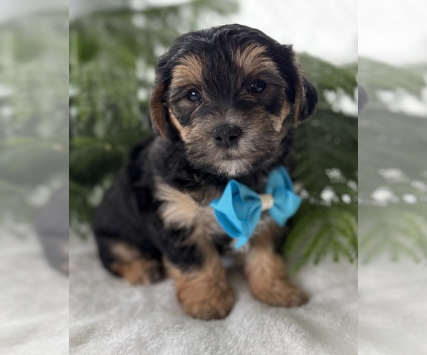 Medium Photo #6 Morkie Puppy For Sale in ROCK STREAM, NY, USA