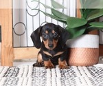 Small Dachshund