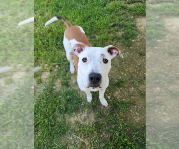 Medium Photo #2 Boxer-Unknown Mix Puppy For Sale in Evansville, IN, USA