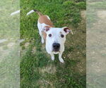 Small #1 Boxer Mix