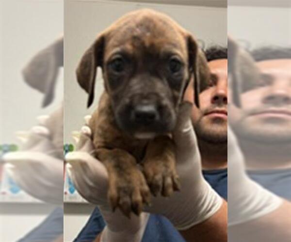 Medium Photo #1 Mutt Puppy For Sale in Bakersfield, CA, USA