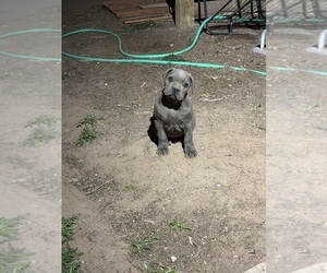 American Bandogge mastiff Puppy for sale in LAS CRUCES, NM, USA