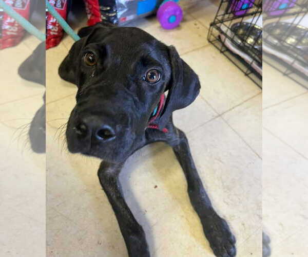 Medium Photo #2 Great Dane-Labrador Retriever Mix Puppy For Sale in Sheboygan, WI, USA