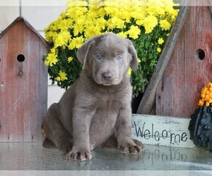 Labrador Retriever Puppy for sale in FREDERICKSBG, OH, USA