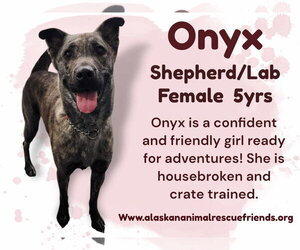 Onyx - Female Labrador Retriever-Unknown Mix Dog for Adoption - Photo #2